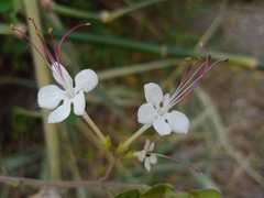 Volkameria inermis