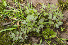 Ranunculus repens