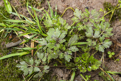 Ranunculus repens