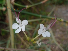 Volkameria inermis