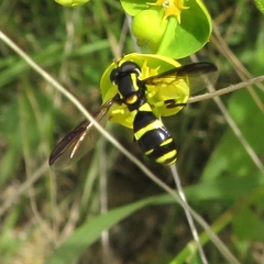 Xanthogramma marginale