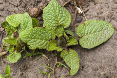 Salvia officinalis