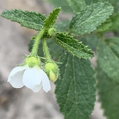 Hibiscus micranthus