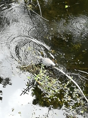 Egretta tricolor image