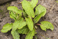 Salvia officinalis