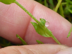 Plagiobothrys undulatus