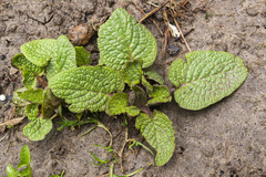 Salvia officinalis
