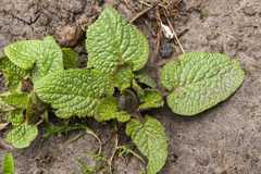 Salvia officinalis