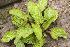 Salvia officinalis