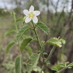 Hibiscus micranthus
