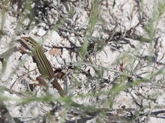 Aspidoscelis sonorae