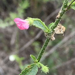 Hibiscus micranthus