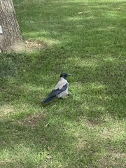 Corvus cornix
