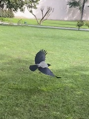 Corvus cornix