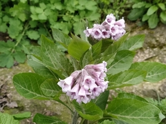 Physochlaina orientalis