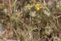 Torilis leptophylla