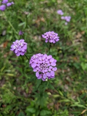 Iberis umbellata
