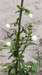 Hibiscus micranthus