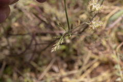 Torilis leptophylla