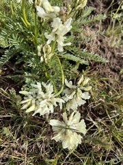 Astragalus hoodianus