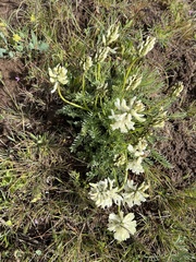 Astragalus hoodianus