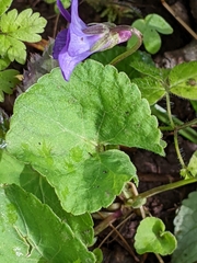 Viola howellii
