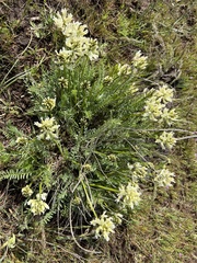 Astragalus hoodianus
