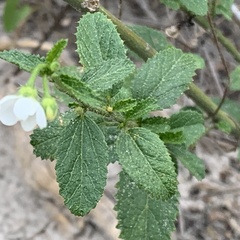 Hibiscus micranthus