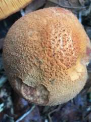 Gymnopilus luteofolius image