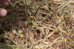Torilis leptophylla