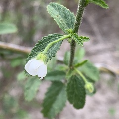 Hibiscus micranthus