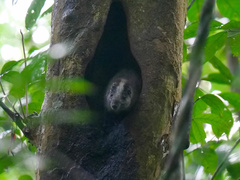 Isothrix bistriata