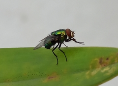 Calliphoridae