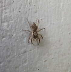 Menemerus bivittatus