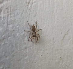 Menemerus bivittatus