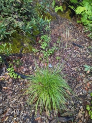 Festuca elmeri