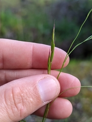 Festuca elmeri