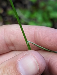 Festuca elmeri