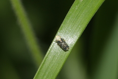 Errastunus ocellaris