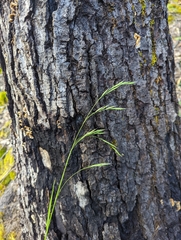 Festuca elmeri