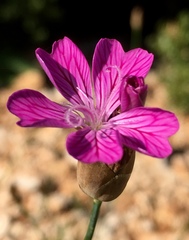 Dianthus strictus