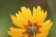 Coreopsis gladiata