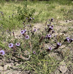 Verbena hispida