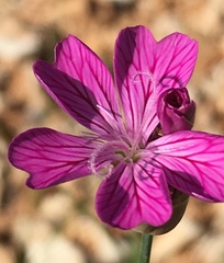 Dianthus strictus
