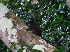 Saguinus fuscicollis