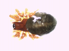 Gnathonarium dentatum