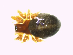 Gnathonarium dentatum