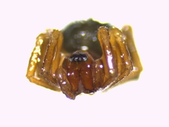 Gnathonarium dentatum