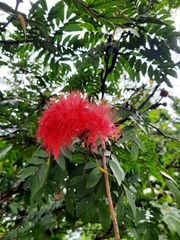 Calliandra haematocephala