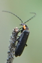 Rhagonycha lineola